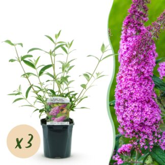 Plante de jardin - Buddleja davidii Pink Delight - Arbre aux papillons - Résistant à l'hiver - Rose - 3 Plantes - Pot 17cm - Hauteur 45cm
