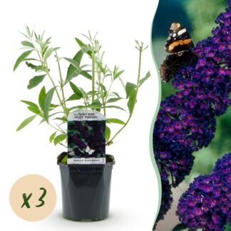 Plante de jardin - Buddleja davidii Black Night - Arbuste à papillons - Résistant à l'hiver - Violet - 3 Plantes - Pot 17cm - Hauteur 45cm