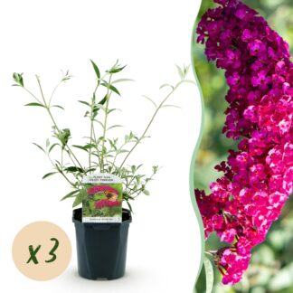 Plante de jardin - Buddleja davidii Royal Red - Arbuste à papillons - Résistant à l'hiver - Rouge - 3 Plantes - Pot 17cm - Hauteur 45cm