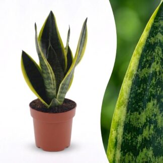 Sansevieria Future Superb - Snake Plant - 1 Plant - Pot 12cm - Height - 35cm