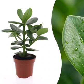 Clusia Princess - Clusia Princess - 1 Plant - Pot 12cm - Height - 40cm