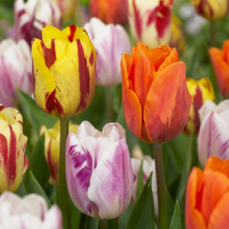 120x Tulipa Flaming Beauty Mix - Tulipe Flaming Beauty Mix - Divers - Floraison printanière - Calibre 11/12