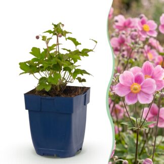 Plante vivace - Anemone hup. Splendens - Anémone d'automne - Ombre - Rose Foncé - 3 Plantes - Pot 11cm - Hauteur 15-25cm