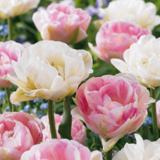 96x Tulipa Double Sensation - Tulipe double 'Double Sensation' - Divers - Floraison printanière - Calibre 11/12