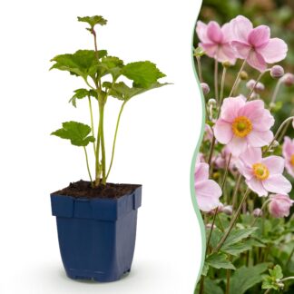 Plante vivace - Anemone hybr. Kön. Charlotte - Anémone d'automne - Ombre - Rose - 3 Plantes - Pot 11cm - Hauteur 15-25cm