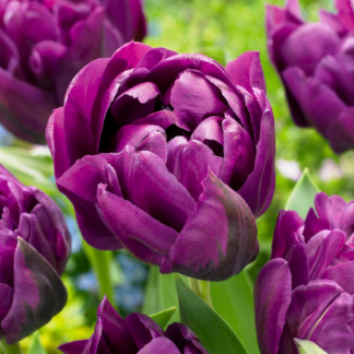 96x Tulipa Double Lilac - Tulipe double lilas - Violet - Floraison printanière - Calibre 11/12