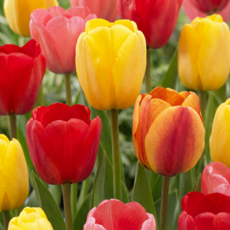 120x Tulipa Darwin Hybride mix - Tulipe hybride Darwin mélange - Divers - Floraison printanière - Calibre 11/12