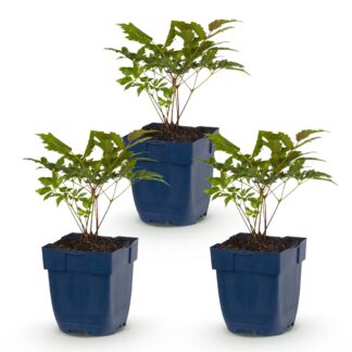Plante vivace - Astilbe (A) Fanal - Spiraea en panicule - Ombre - Rouge - 3 Plantes - Pot 11cm - Hauteur 15-25cm