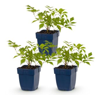 Plante vivace - Astilbe (J) Deutschland - Spirée de herb - Ombre - Blanc - 3 Plantes - Pot 11cm - Hauteur 15-25cm