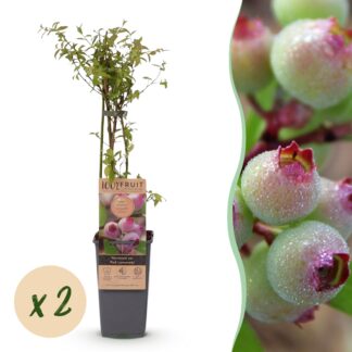 Plante fruitière - Vaccinium cor. Pink Lemonade - Myrtille Rose - Hivernale - Baie Rose - 2 Plantes - Pot 15cm - Hauteur 50cm