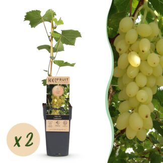 Plante Fruitière - Vitis vinifera Lakemont - Vigne - Rustique - Raisin Jaune - 2 Plantes - Pot de 15cm - Hauteur de 50cm