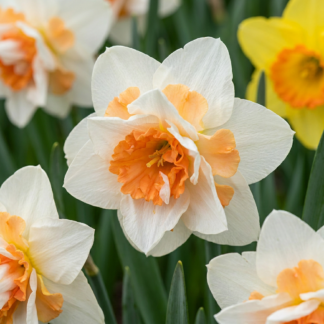 80x Narcissus Replete - Narcisse 'Replete' - Blanc et Orange - Floraison printanière - Calibre 10/12