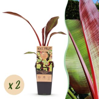 Plante fruitière - Musa ensete Maurelli - Bananiers - Résistant à l'hiver - Rouge-Vert - 2 Plantes - Pot 15cm - Hauteur 50cm
