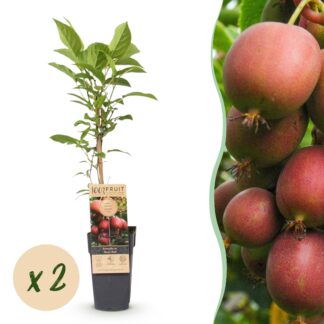 Fruitplant - Actinidia deliciosa Ken,s Red - Kiwiplant - Femelle - Fruit Rouge - 2 Plantes - Pot 15cm - Hauteur 50cm