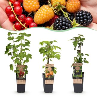 Plante Fruit - Mélange Ribes-Rubes - Tricolore - Résistante au Froid - Groseilles Rouges - Mûre Noire - Framboise Jaune - 3 Plantes - Pot 15cm - Hauteur 50cm