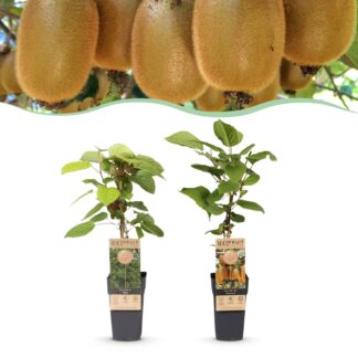 Plante fruitière - Actinidia Weiki & Hayward - Plante de Kiwi - 1 Mâle - 1 Femelle - Plantes - Vert - Pot 15cm - Hauteur 50cm