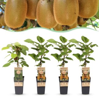 Plante fruitière - Actinidia Weiki & Hayward - Kiwiplante - 1 Mâle - 3 Femelles - Plantes - Vert - Pot 15cm - Hauteur 50cm
