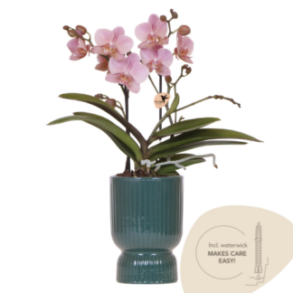 Kolibri Orchids | Old‑pink Treviso orchid + green Diabolo decorative pot | pot size Vaso 9cm | flowering houseplant – fresh from the grower | incl. water wick