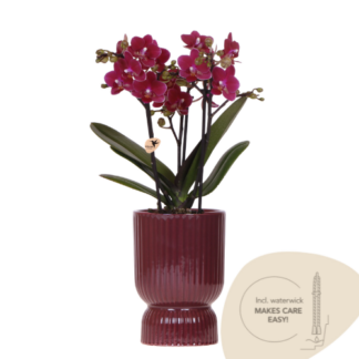 Kolibri Orchids | Purple Chamonix orchid + red Diabolo decorative pot | pot size Vaso 9cm | flowering houseplant – fresh from the grower | incl. water wick