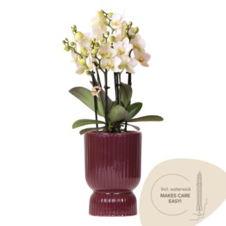 Kolibri Orchids | Bianco Lausanne orchid + red Diabolo decorative pot | incl. water wick | pot size Vaso 9cm | flowering houseplant – fresh from the grower