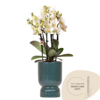 Kolibri Orchids | Bianco Lausanne orchid + green Diabolo decorative pot | incl. water wick | pot size Vaso 9cm | flowering houseplant – fresh from the grower