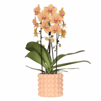 Kolibri Orchids | Niagara Falls orchid Sunny Bunny Biancoh Poppy decorative pot peach – pot size Vaso 12 cm – fresh from the grower