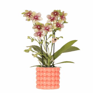 Kolibri Orchids | Orange Grosetto orchid Biancoh orange Poppy decorative pot – pot size Vaso 9 cm – fresh from the grower