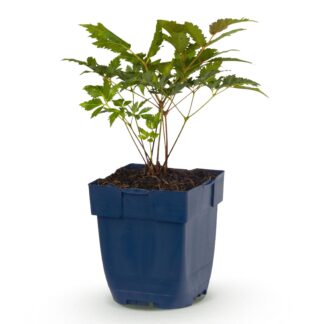 Perennial - Astilbe (A) Fanal - Plume Spiraea - Shade - Red - 1 Plant - Pot 11cm - Height 15-25cm