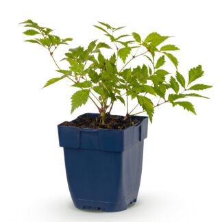 Perennial - Astilbe (J) Deutschland - Plume Spirea - Shade - Bianco - 1 Plant - Pot 11cm - Height 15-25cm