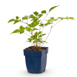 Perennial - Astilbe (J) Europa - Spirea - Shade - Pink - 1 Plant - Pot 11cm - Height 15-25cm