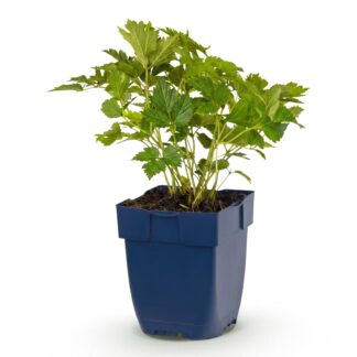 Perennial - Astilbe chin. Pumila - Spiraea - Shade - Purple - 1 Plant - Pot 11cm - Height 15-25cm