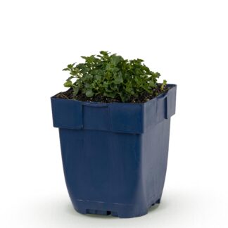 Perennial - Campanula portenschlagiana - Peachleaf Bellflower - Ground Covering - Pink - 1 Plant - Pot 11cm - Height 15-25cm