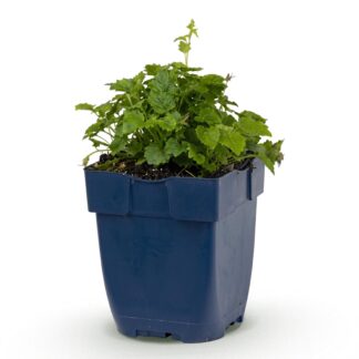 Perennial - Campanula posch. Lisduggan Variety - Peachleaf Bellflower - Ground Covering - Bianco - 1 Plant - Pot 11cm - Height 15-25cm