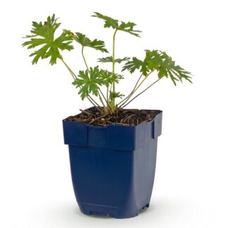 Perennial - Geranium Johnson's Blu - Crane's Bill - Ground Cover - Blu - 1 Plant - Pot 11cm - Height 15-25cm