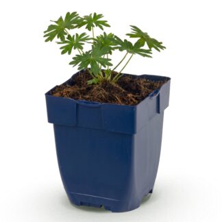Perennial - Geranium sang. Album - Crane's Bill - Ground Cover - Bianco - 1 Plant - Pot 11cm - Height 15-25cm