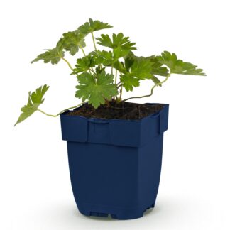 Perennial - Geranium 'Rozanne' - Crane's Bill - Ground Cover - Blu - 1 Plant - Pot 11cm - Height 15-25cm