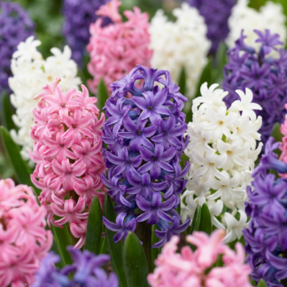 20x Hyacinthus Pastel mix - Jacinthe Pastel mix - Pastel - Floraison printanière - Calibre 14/15