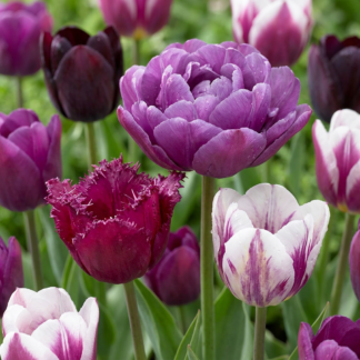 24x Tulipa Bluberry mix - Tulipe Bluberry mix - Divers - Floraison printanière - Calibre 11/12