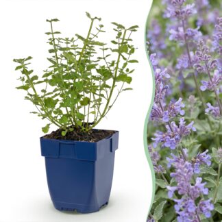 Perennial - Nepeta faassenii Walker's Low - Catnip - Bee and Butterfly Attractors - Blu - 1 Plant - Pot 11cm - Height 15-25cm