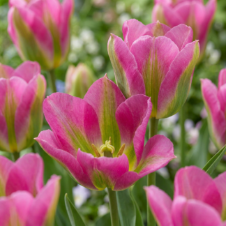 24x Tulipa Strawberry Lemonade - Tulipe Strawberry Lemonade - Divers - Floraison printanière - Calibre 11/12
