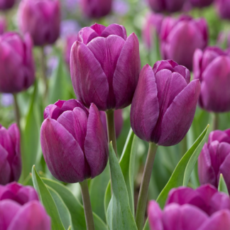 30x Tulipa Triumph Purple - Tulipe Triumph Pourpre - Violet - Floraison printanière - Calibre 11/12