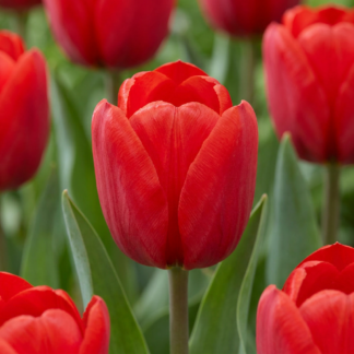 30x Tulipa Triumph Red - Tulipe Triomphe Rouge - Rouge - Floraison printanière - Calibre 11/12