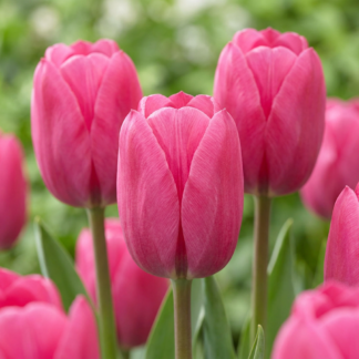 30x Tulipa Triumph Pink - Tulipe Triomphe Rose - Rose - Floraison printanière - Calibre 11/12
