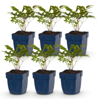Plante vivace - Astilbe (A) Fanal - Spiraea à plumes - Ombre - Rouge - 6 Plantes - Pot 11cm - Hauteur 15-25cm