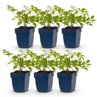 Plante vivace - Astilbe (J) Deutschland - Spiraea en panicule - Ombre - Blanc - 6 Plantes - Pot 11cm - Hauteur 15-25cm