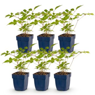 Plante Vivace - Astilbe (J) Europa - Spiraea en Panicules - Ombre - Rose - 6 Plantes - Pot 11cm - Hauteur 15-25cm