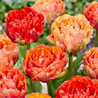 24x Tulipa Gudoshnik Double - Tulipe Gudoshnik Double - Divers - Floraison printanière - Calibre 11/12