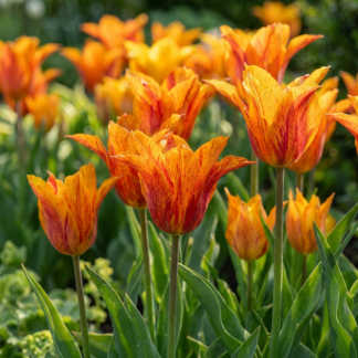 24x Tulipa Vendeeglobe - Tulipe Vendeeglobe - Jaune - Floraison printanière - Calibre 11/12