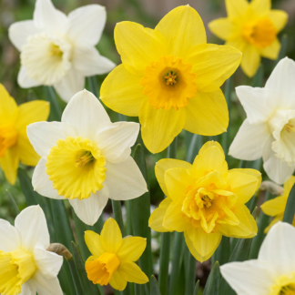 40x Narcissus Botanical Mix - Mélange botanique de narcisses - Jaune et Blanc - Bulbe naturalisant - Calibre 10/12