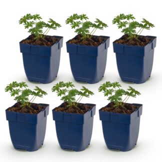 Plante vivace - Géranium sang. Album - Érable à feuilles de plaine - Couvrant de sol - Blanc - 6 Plantes - Pot 11cm - Hauteur 15-25cm
